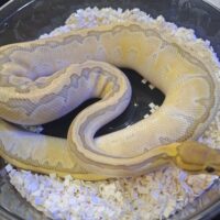 ボールパイソン（ピンストライプバターゴーストhetクラウン）800g メス