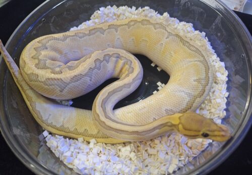 ボールパイソン（ピンストライプバターゴーストhetクラウン）800g メス - 画像 (2)