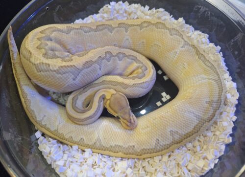 ボールパイソン（ピンストライプバターゴーストhetクラウン）800g メス - 画像 (7)