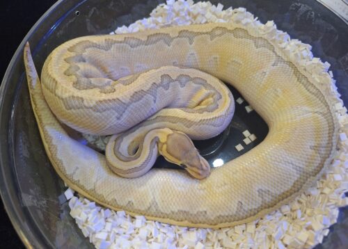 ボールパイソン（ピンストライプバターゴーストhetクラウン）800g メス - 画像 (5)