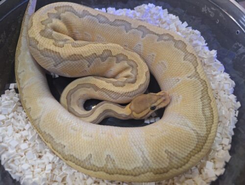 ボールパイソン（ピンストライプバターゴーストhetクラウン）800g メス - 画像 (8)