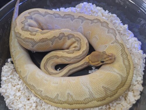 ボールパイソン（ピンストライプバターゴーストhetクラウン）800g メス - 画像 (6)