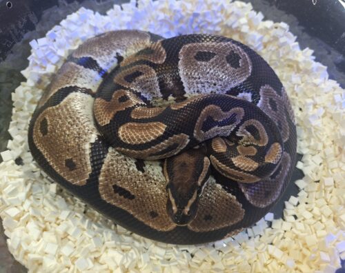 ボールパイソン（VPIアザン66％hetパイ）650g オス - 画像 (7)