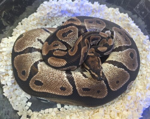 ボールパイソン（VPIアザン66％hetパイ）650g オス - 画像 (4)