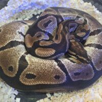 ボールパイソン（VPIアザン66％hetパイ）650g オス