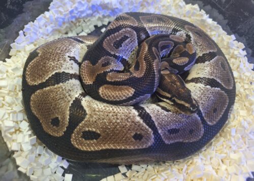 ボールパイソン（VPIアザン66％hetパイ）650g オス