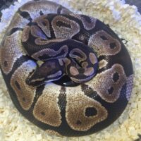 ボールパイソン（VPIアザン66％hetパイ）650g オス