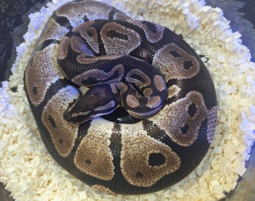 ボールパイソン（VPIアザン66％hetパイ）650g オス - 画像 (2)