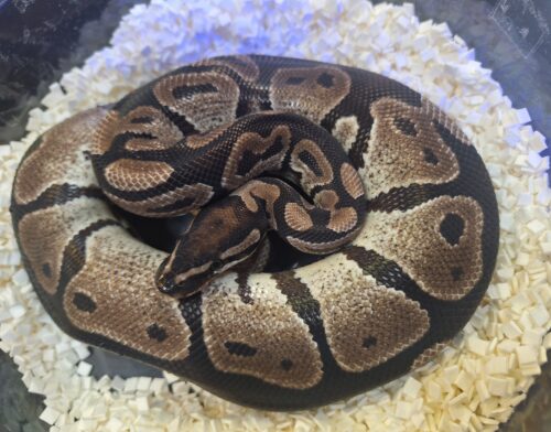 ボールパイソン（VPIアザン66％hetパイ）650g オス - 画像 (5)