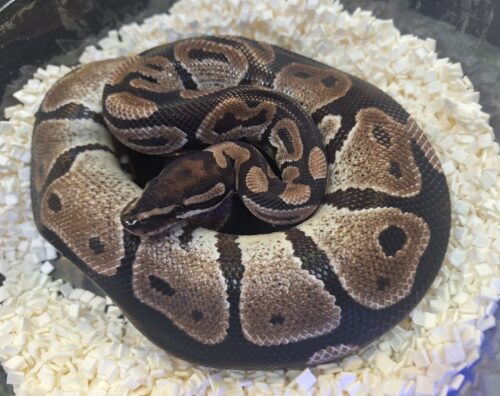 ボールパイソン（VPIアザン66％hetパイ）650g オス - 画像 (6)