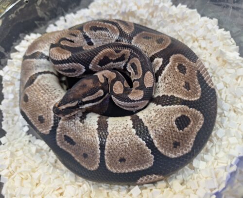 ボールパイソン（VPIアザン66％hetパイ）650g オス - 画像 (3)