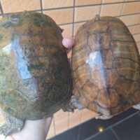 ヤエヤマミナミイシガメ（西表島産）WC　飼い込みトリオ