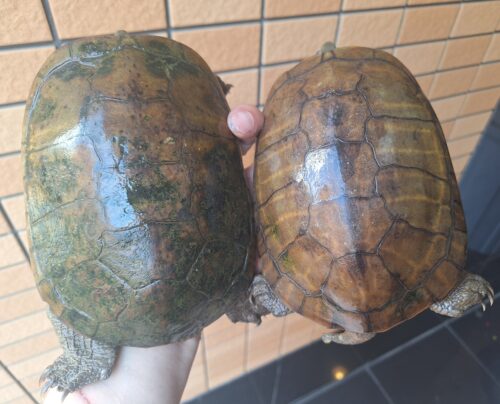 ヤエヤマミナミイシガメ（西表島産）WC　飼い込みトリオ