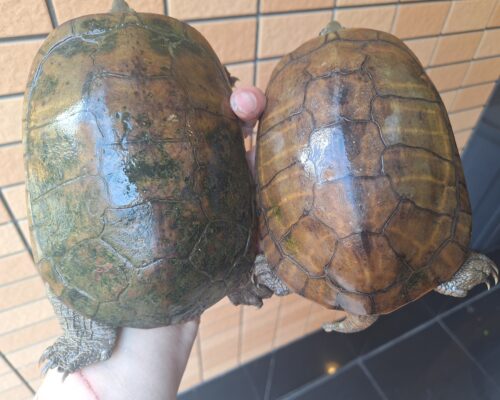 ヤエヤマミナミイシガメ（西表島産）WC　飼い込みトリオ - 画像 (6)