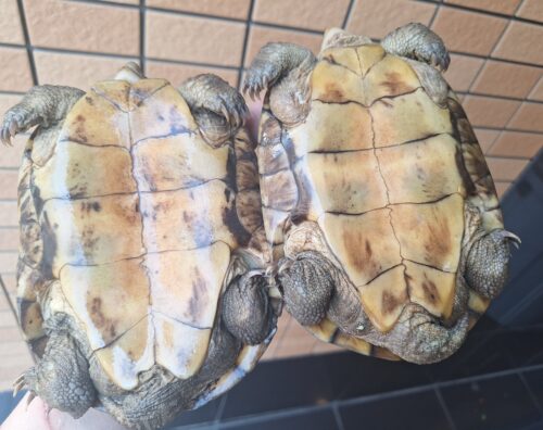 ヤエヤマミナミイシガメ（西表島産）WC　飼い込みトリオ - 画像 (7)