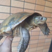 ヤエヤマミナミイシガメ（西表島産）WC　飼い込みトリオ