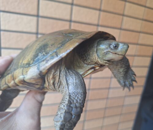 ヤエヤマミナミイシガメ（西表島産）WC　飼い込みトリオ - 画像 (2)