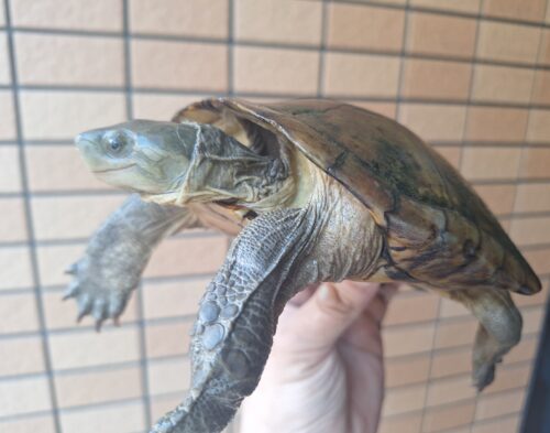ヤエヤマミナミイシガメ（西表島産）WC　飼い込みトリオ - 画像 (5)