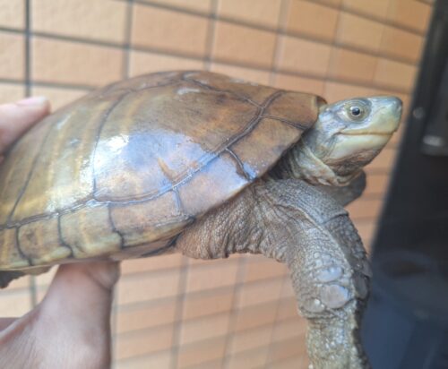 ヤエヤマミナミイシガメ（西表島産）WC　飼い込みトリオ - 画像 (4)