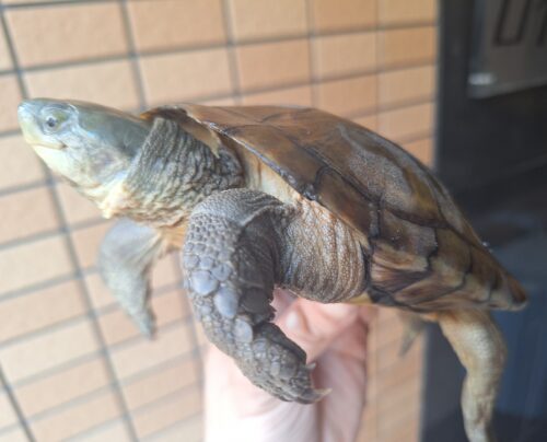 ヤエヤマミナミイシガメ（西表島産）WC　飼い込みトリオ - 画像 (3)