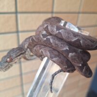 アマゾンツリーボア（24CB）