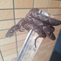 アマゾンツリーボア（24CB）