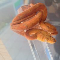 アマゾンツリーボア（24CB）レッド