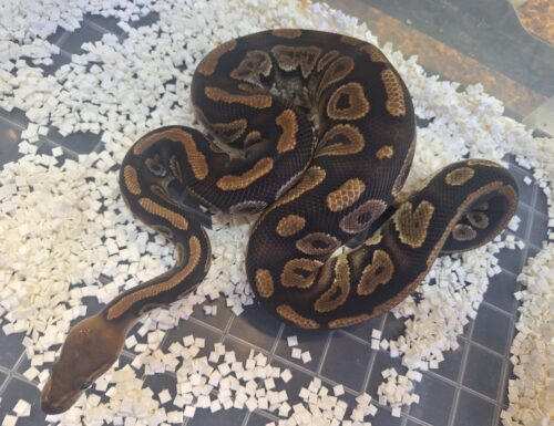 ボールパイソン（マホガニー）約800g オス - 画像 (3)