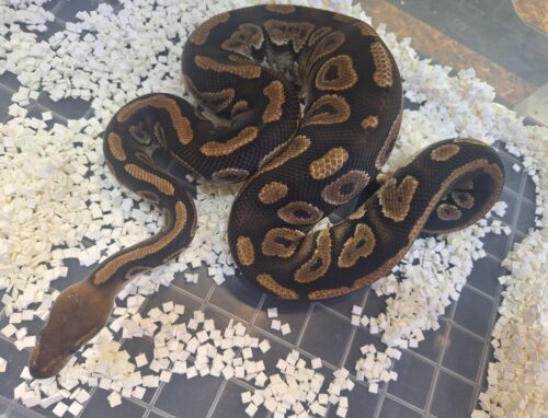 ボールパイソン（マホガニー）約800g オス - 画像 (4)