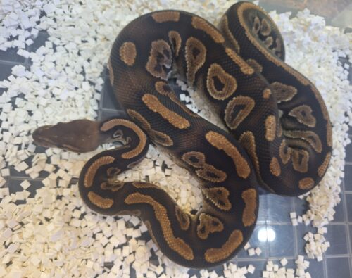 ボールパイソン（マホガニー）約800g オス