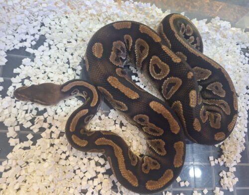 ボールパイソン（マホガニー）約800g オス - 画像 (11)
