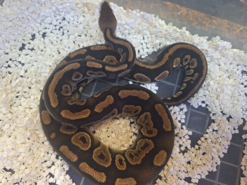 ボールパイソン（マホガニー）約800g オス - 画像 (5)