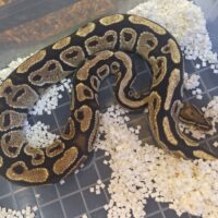 ボールパイソン（ファイアhetクラウン）約1kg オス