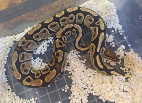ボールパイソン（ファイアhetクラウン）約1kg オス