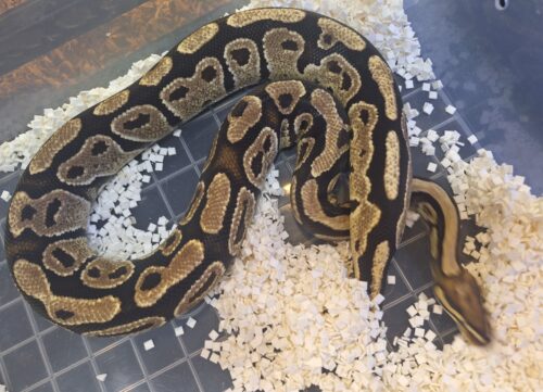 ボールパイソン（ファイアhetクラウン）約1kg オス - 画像 (4)