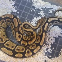 ボールパイソン（ファイアhetクラウン）約1kg オス