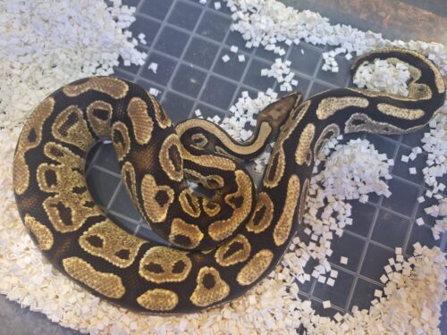 ボールパイソン（ファイアhetクラウン）約1kg オス - 画像 (2)