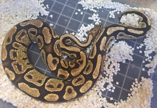 ボールパイソン（ファイアhetクラウン）約1kg オス - 画像 (5)