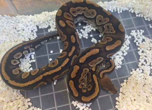 ボールパイソン（マホガニー）約800g オス - 画像 (7)