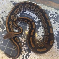ボールパイソン（マホガニー）約800g オス