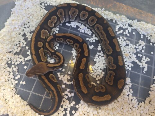 ボールパイソン（マホガニー）約800g オス - 画像 (2)