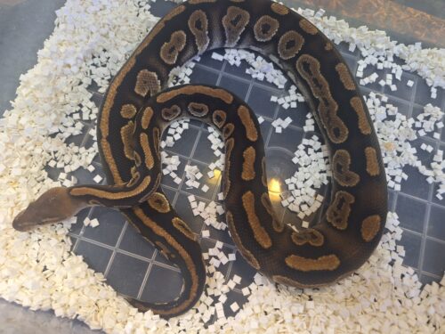 ボールパイソン（マホガニー）約800g オス - 画像 (9)