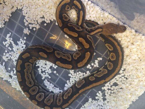 ボールパイソン（マホガニー）約800g オス - 画像 (6)