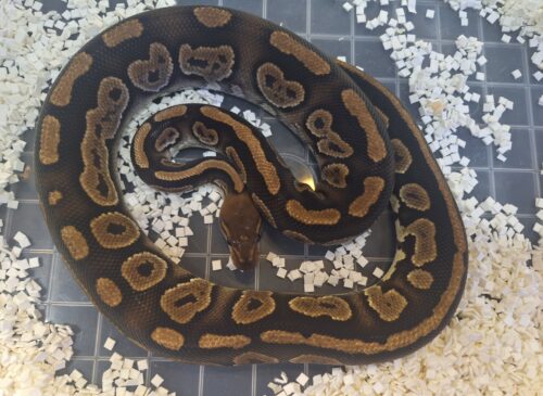 ボールパイソン（マホガニー）約800g オス - 画像 (8)