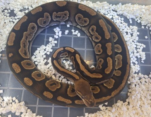 ボールパイソン（マホガニー）約800g オス - 画像 (10)