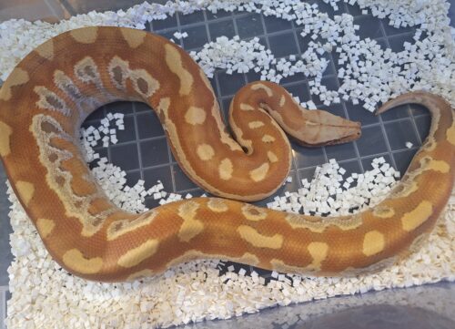 マラヤンブラッドパイソン（T＋アルビノ）約２kgオス - 画像 (3)