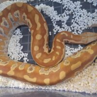マラヤンブラッドパイソン（T＋アルビノ）約２kgオス