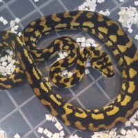 ピュアジャングルカーペットパイソン（約60cm）EUCB オス