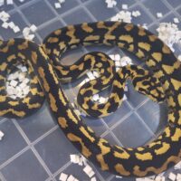 ピュアジャングルカーペットパイソン（約60cm）EUCB オス