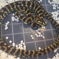 ジュラッテンジャングルカーペットパイソン（ピュア）約70cm EUCBオス